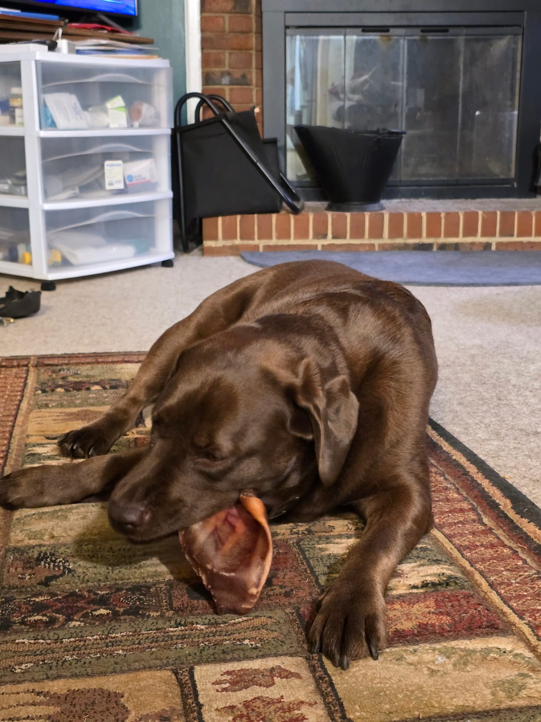 Customer photo review of Pig Ears