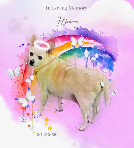 Customer's custom Rainbow Bridge portrait of their dog Monroe, with a halo against a vibrant, watercolor background.