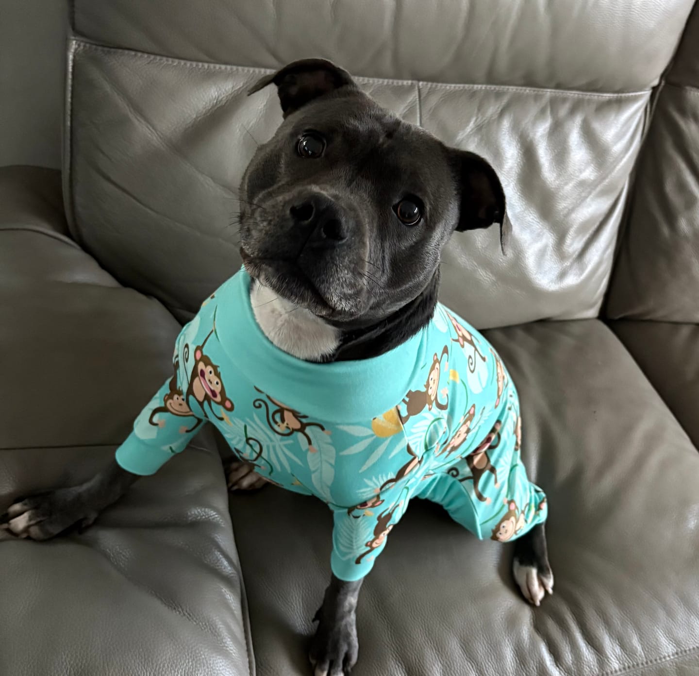 Customer photo review of Dog Pajama - Monkey Business