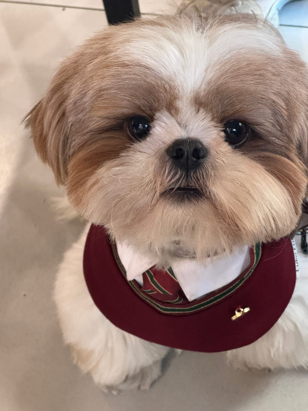 Customer photo review of Ivy – Red & Green Preppy Dog Bandana | Stylish Occasion Wear