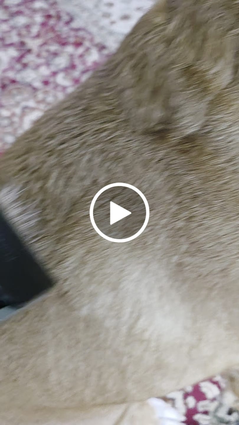 Customer video review of Professional PLUS Pet Grooming Vacuum Kit