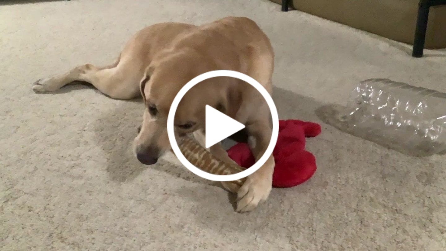 Customer video review of 12 Inch Beef Trachea