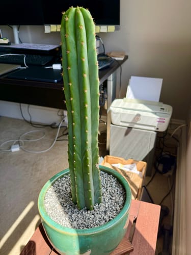 Customer photo review of San Pedro Cactus | Trichocereus (Echinopsis) Pachanoi