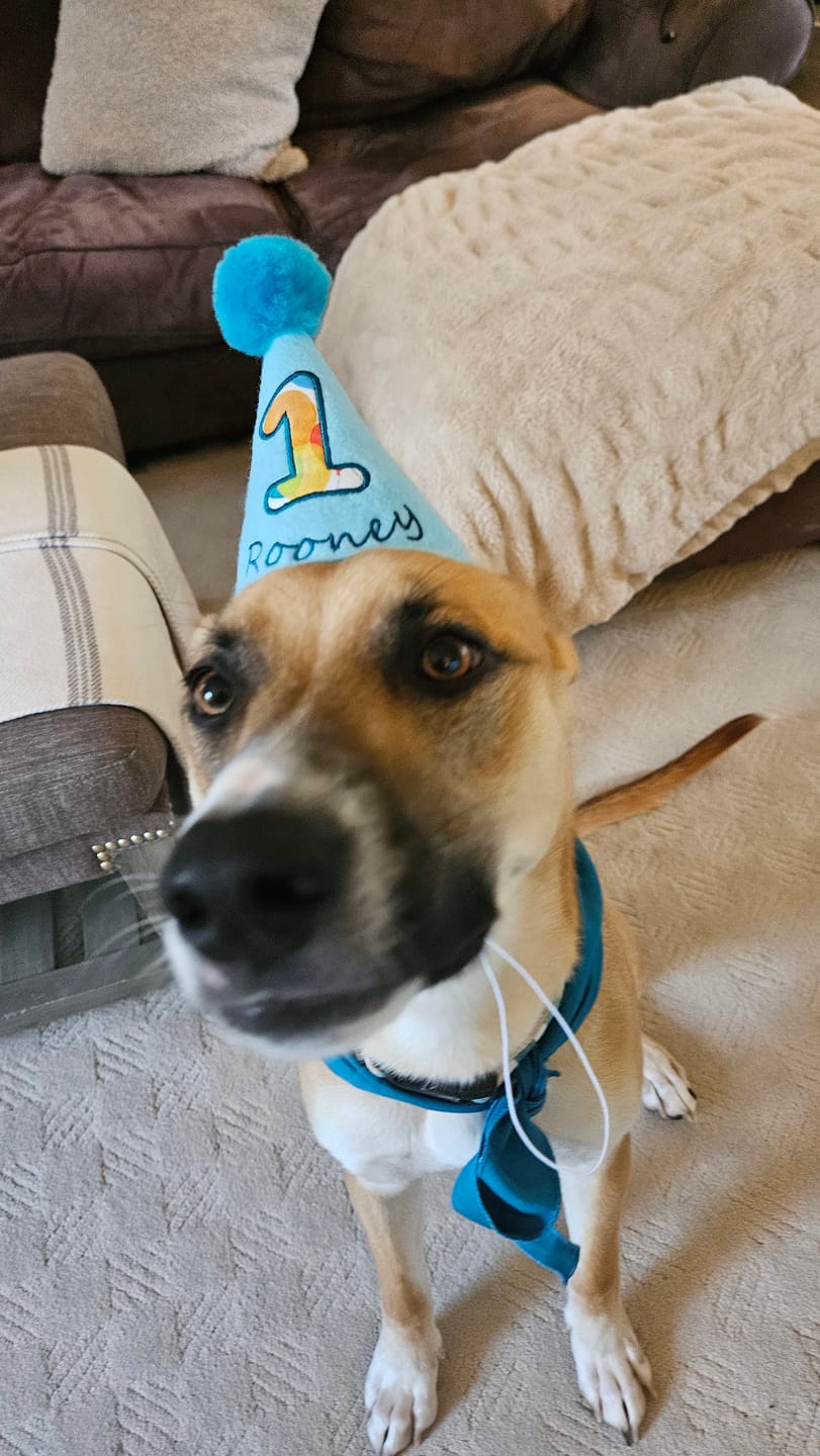 Customer photo review of Standard Personalized Dog Party Pack