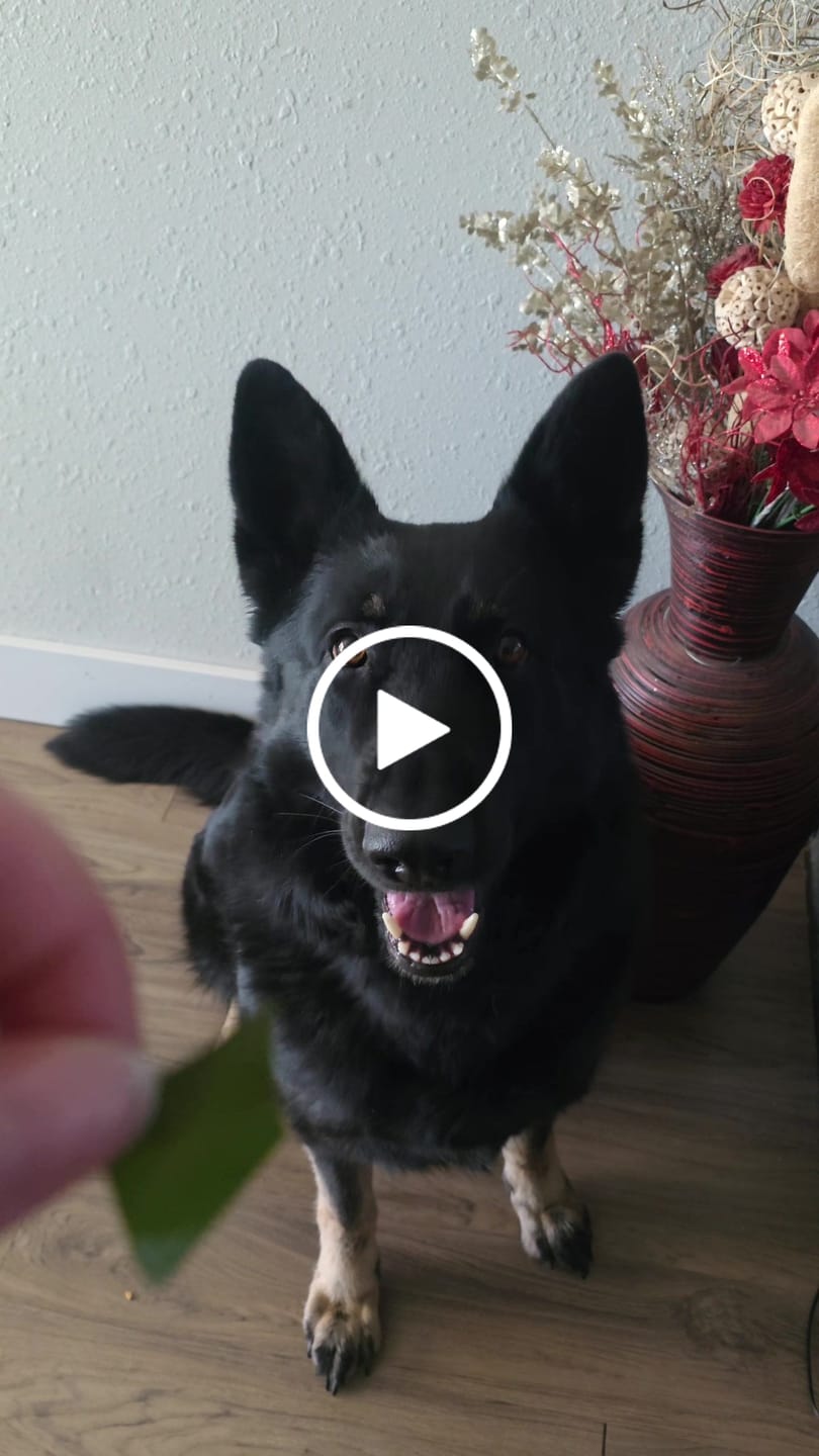 Customer video review of DENTAL STRIPS