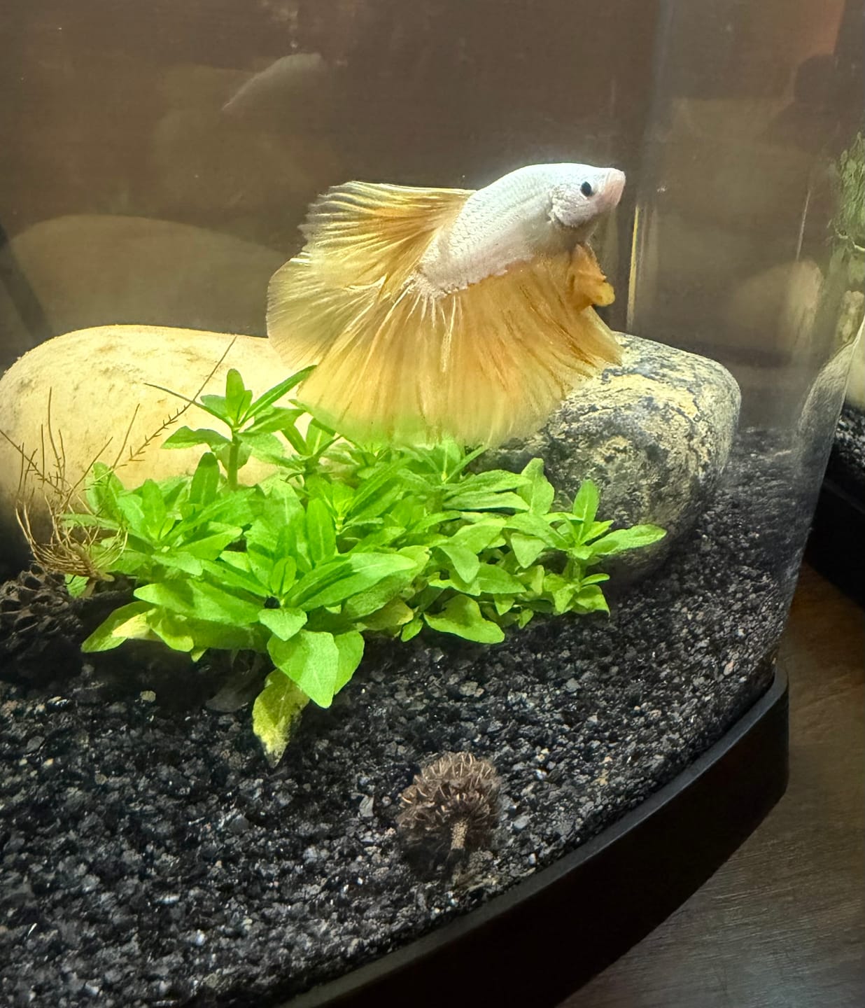 Customer photo review of Yellow Dragon Halfmoon Male Betta Fish