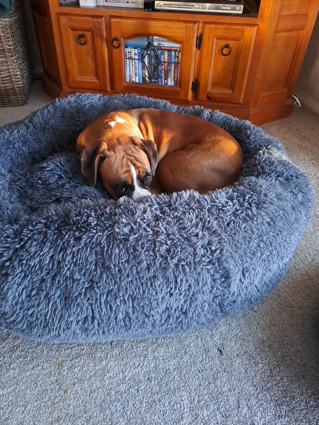 Customer photo review of Brooklyn® Deep Sleep Pet Bed