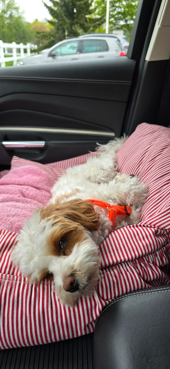 Customer photo review of Premium Hunde Autositz inkl. Sicherheitsgurt