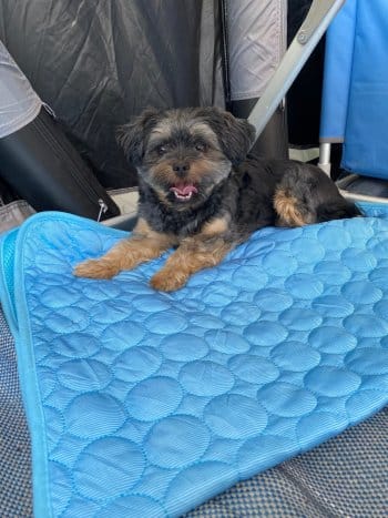 Customer photo review of Tapis Fraîcheur pour Chien – Offrez à votre compagnon un été au frais