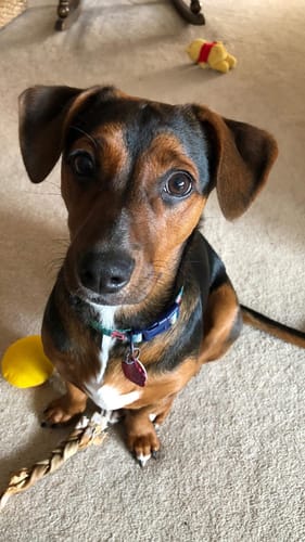 Customer photo review of Cutest Pets of Pupvote Spring 2026