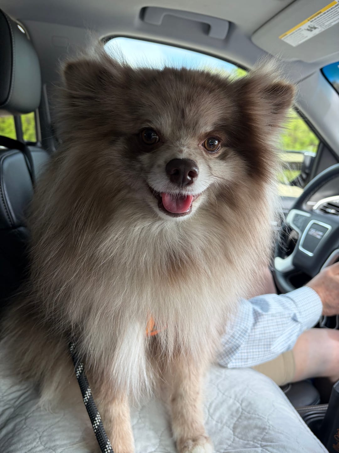 Customer photo review of 2 Pack Adjustable Headrest Car Dog Safety Seatbelt