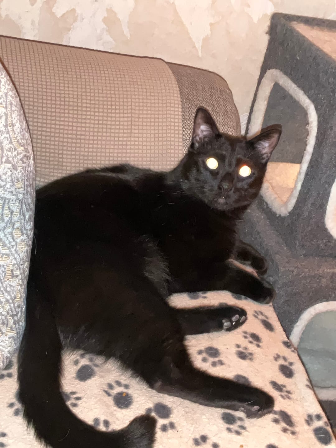 Customer photo review of All-Rounder Scented Cat Litter (W225) 10KG