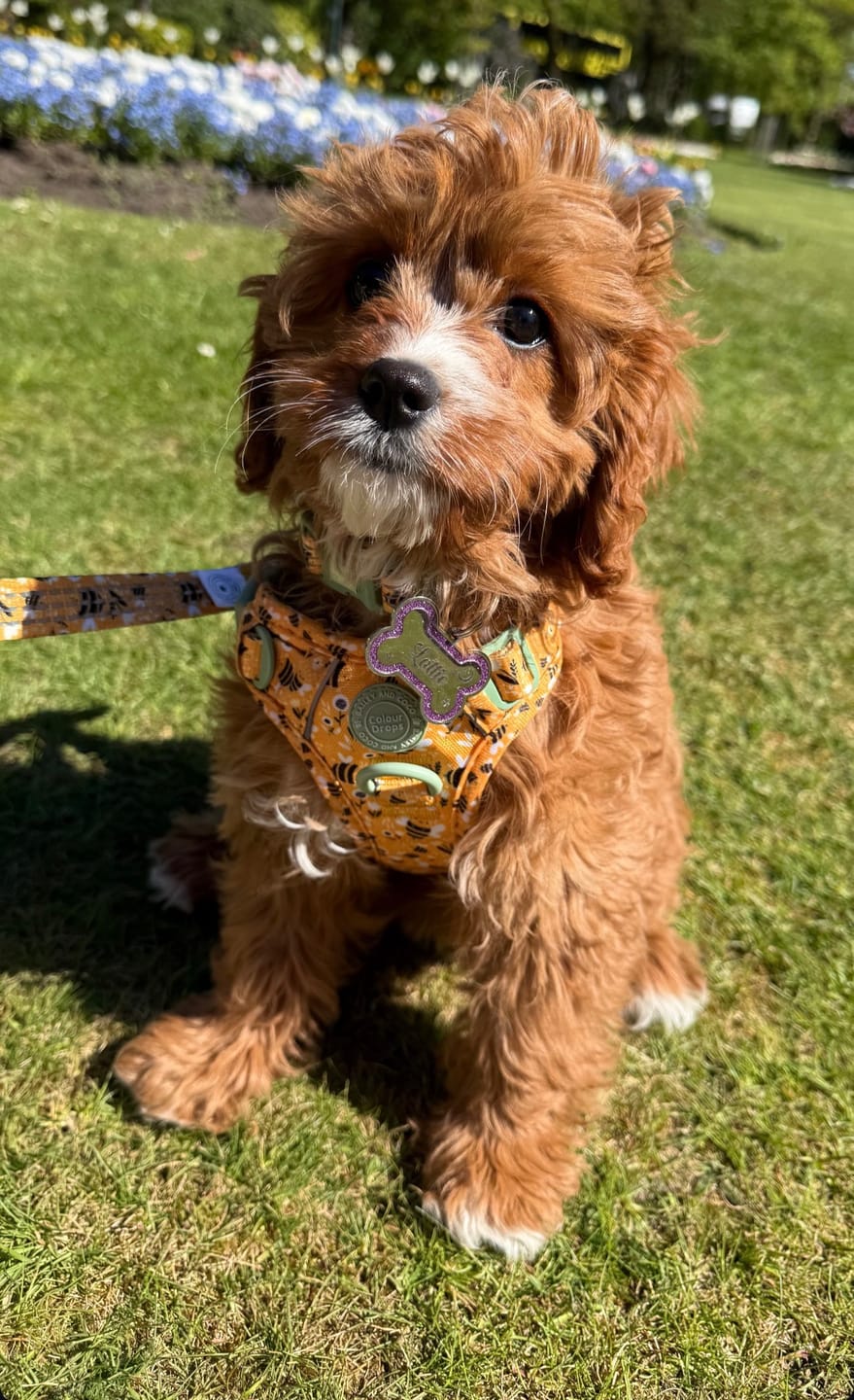 Customer photo review of Dog Harness - Colour Drops - Wanna-Bee