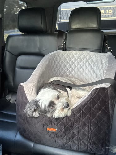 A reviewer's small dog rests comfortably in the black Dog Car Booster Seat on the back seat of a car.