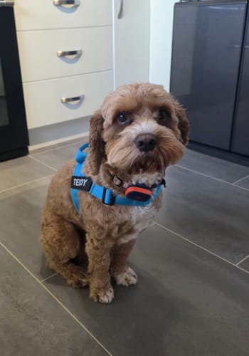 Customer photo review of The Good Dog Harness