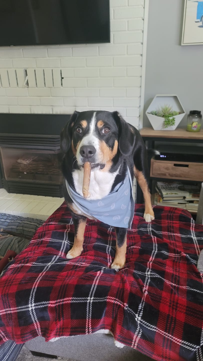 Customer photo review of 12 Inch Jumbo Bully Stick