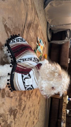 Customer photo review of Burgundy/Tan/White Dog Poncho/Sarape with Fur