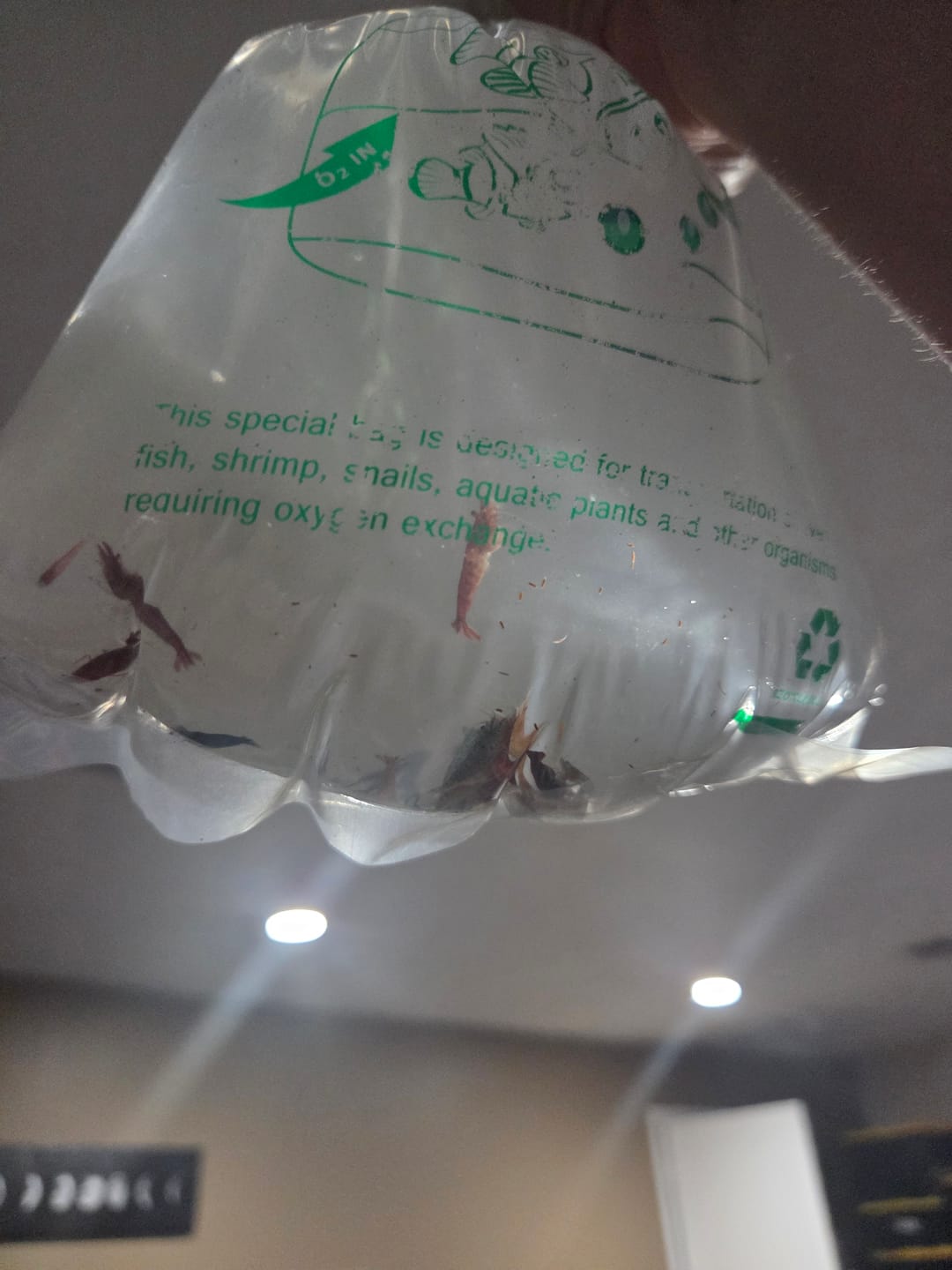 Customer photo review of Shadow Panda Shrimp