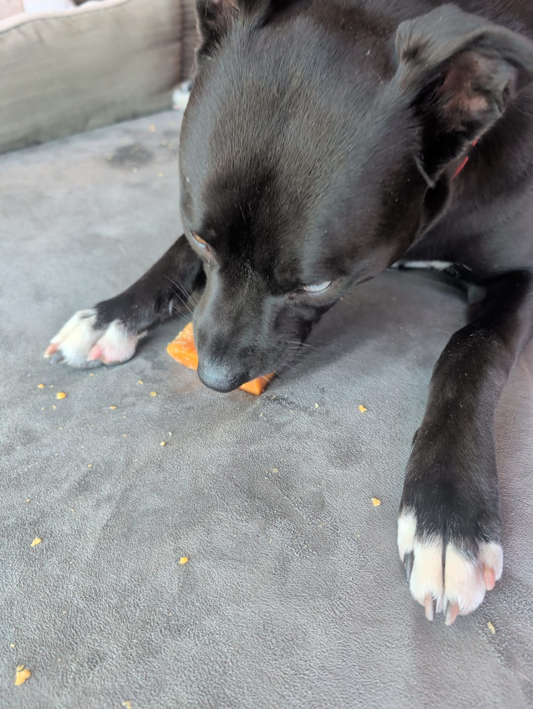 Customer photo review of Turmeric Yak Chews