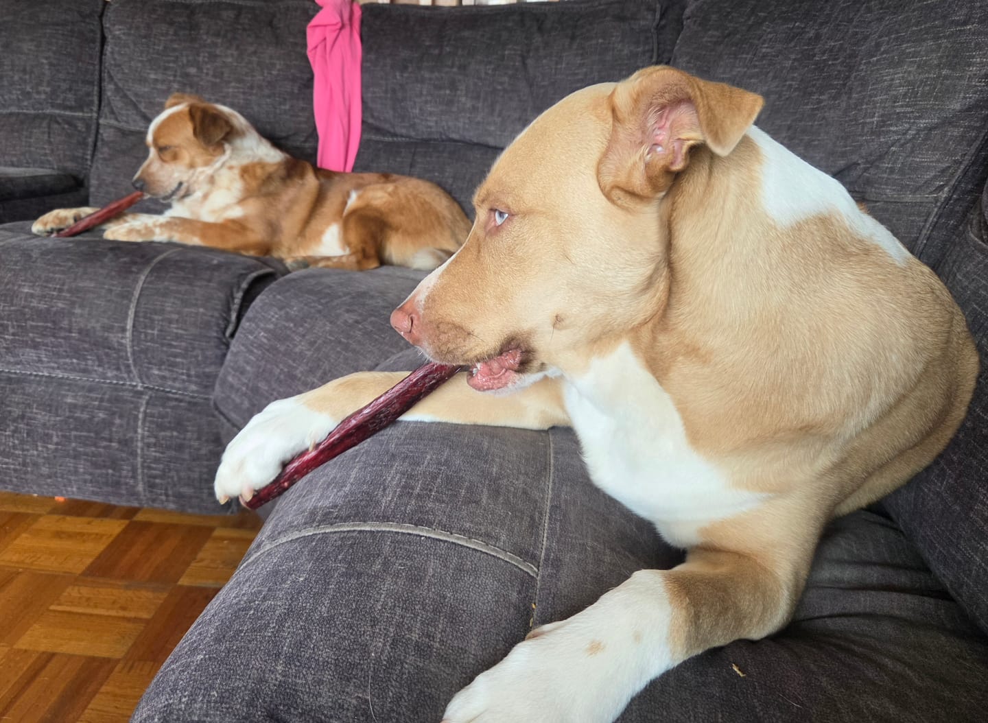 Customer photo review of 12 Inch Monster Bully Stick