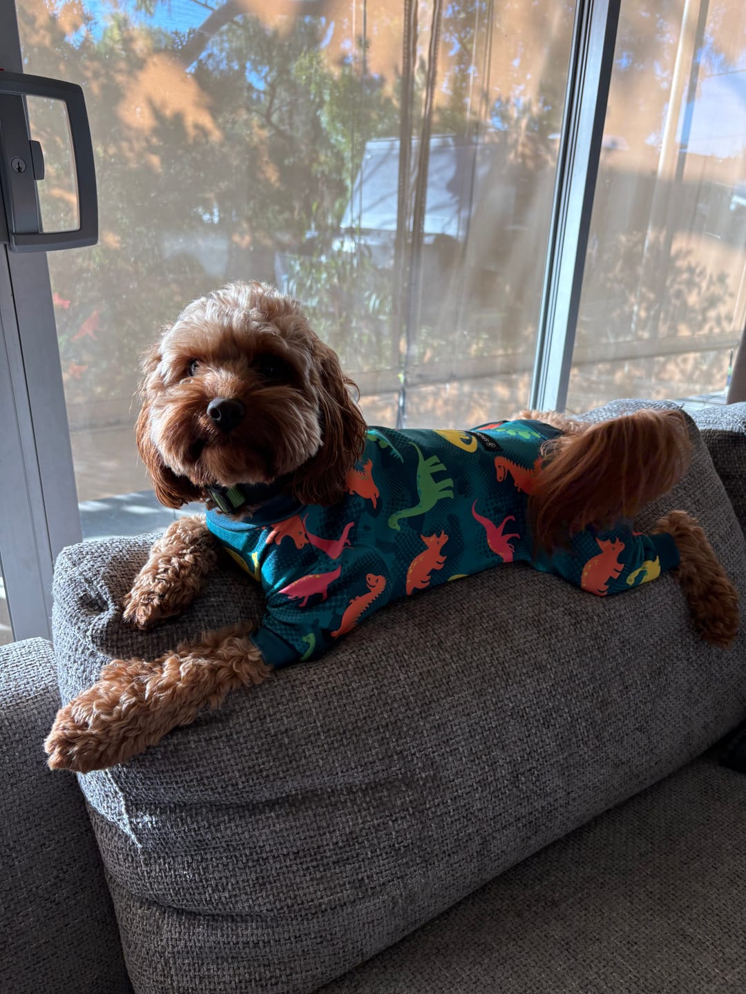 Customer photo review of Dog Pajama - Dinosaurs