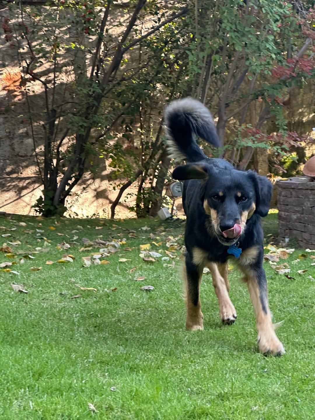 Customer photo review of Caldo de Huesos Perros