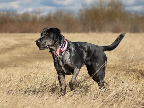 Customer photo review of 2" Tactik Dog Collar - Bubblegum