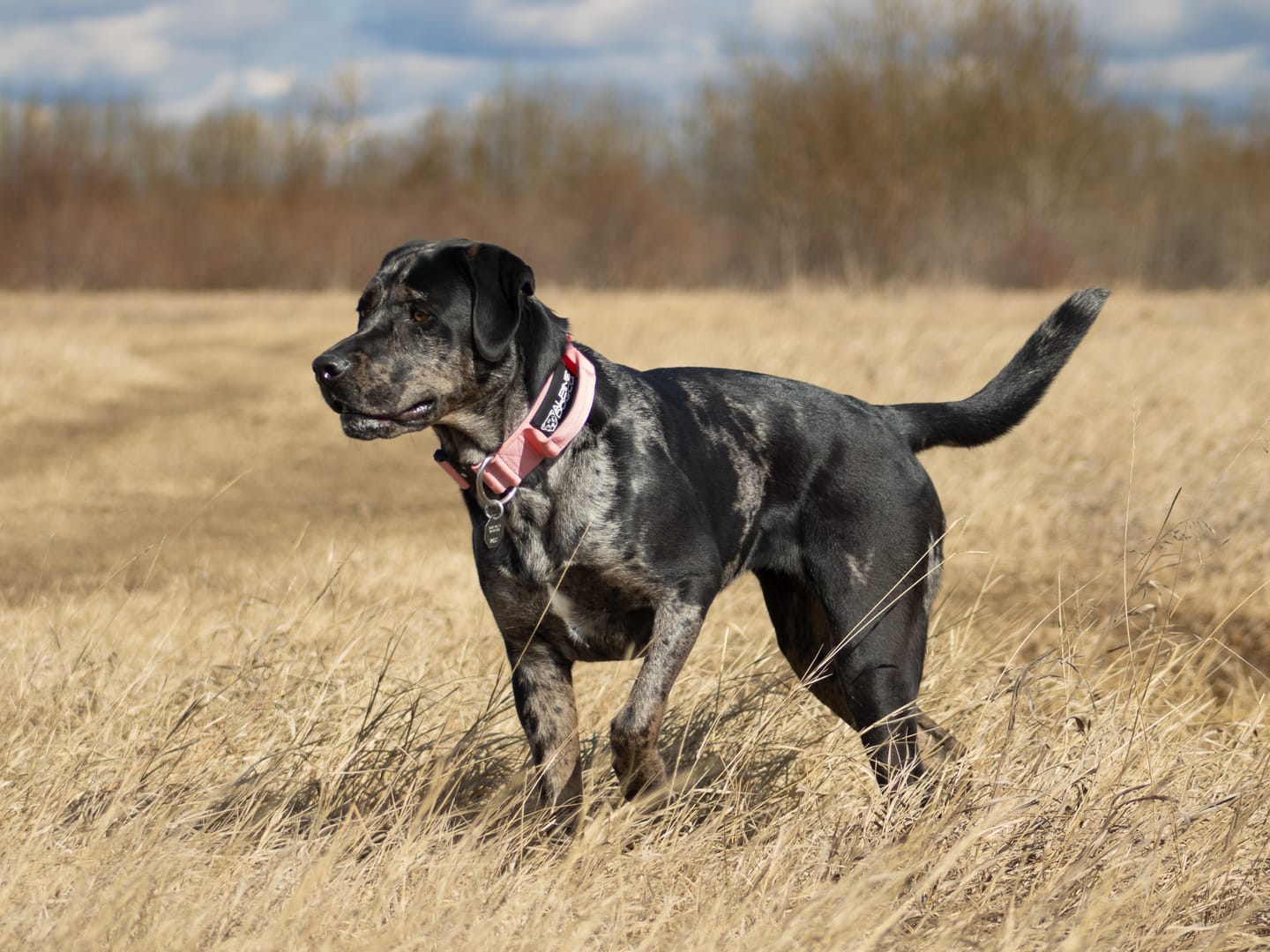 Customer photo review of 2" Tactik Dog Collar - Bubblegum