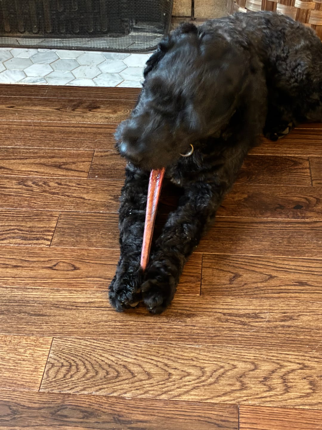 Customer photo review of 12 Inch Thick Bully Stick