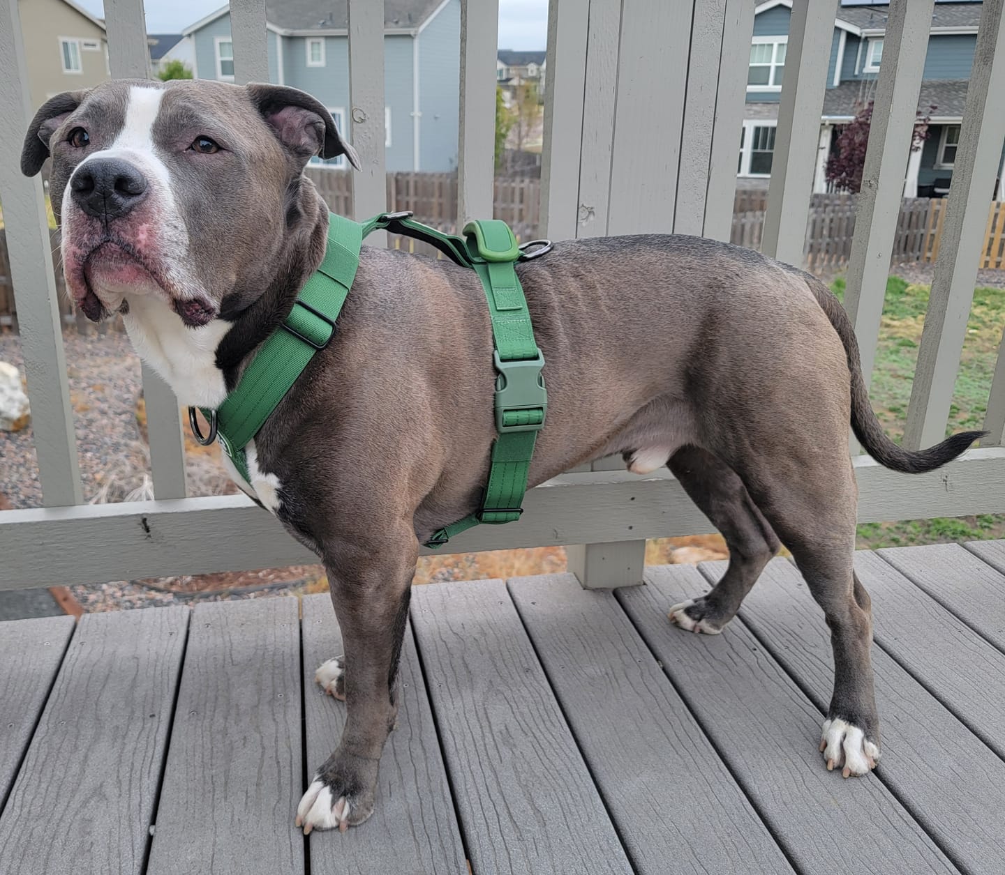 Customer photo review of Comfort Control No-Pull Dog Harness - Green