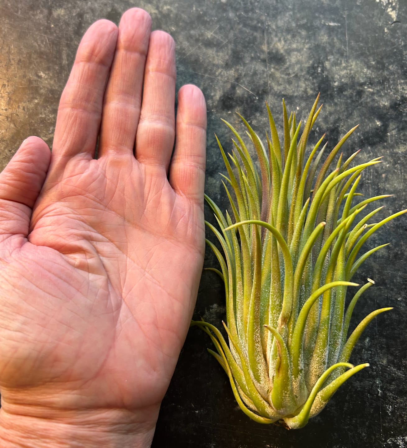 Customer photo review of Ionantha Curly Giant