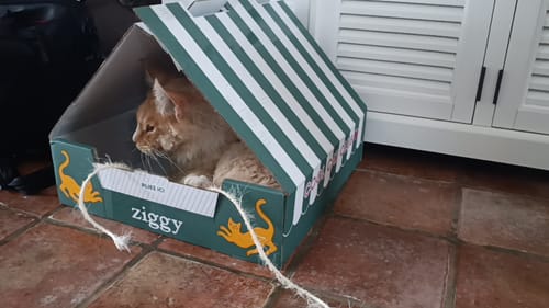 Un client montre son chat roux se prélassant dans la boîte de Pâtée Chat Entier.