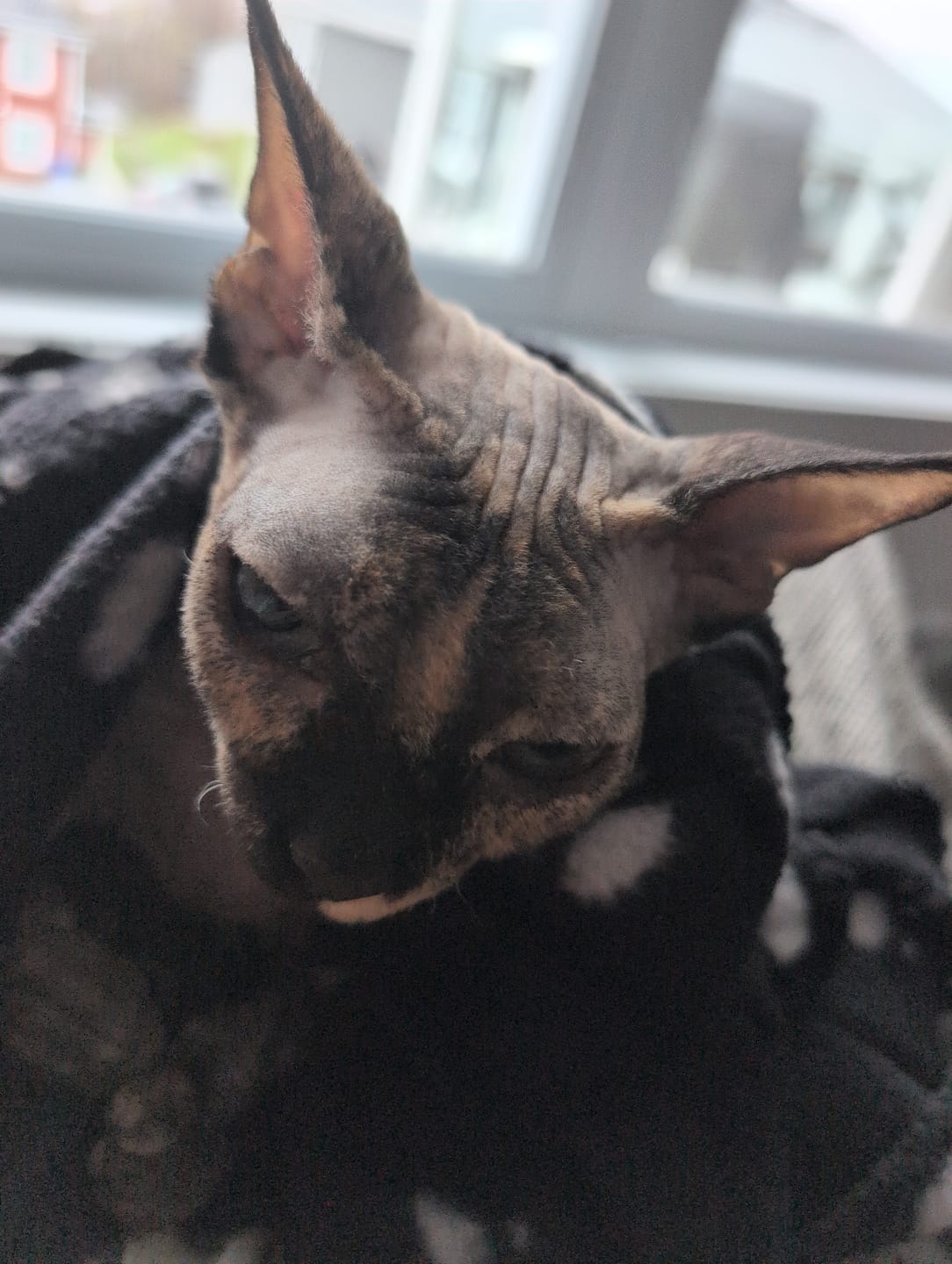 Customer photo review of PEASY (Stress, Anxiété, Nervosité) pour chiens et chats