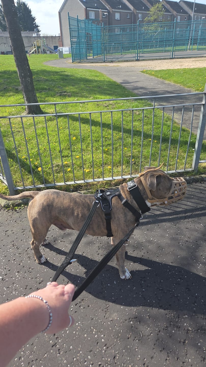 Customer photo review of Training Double Ended Dog Lead | 2m Length -  Black