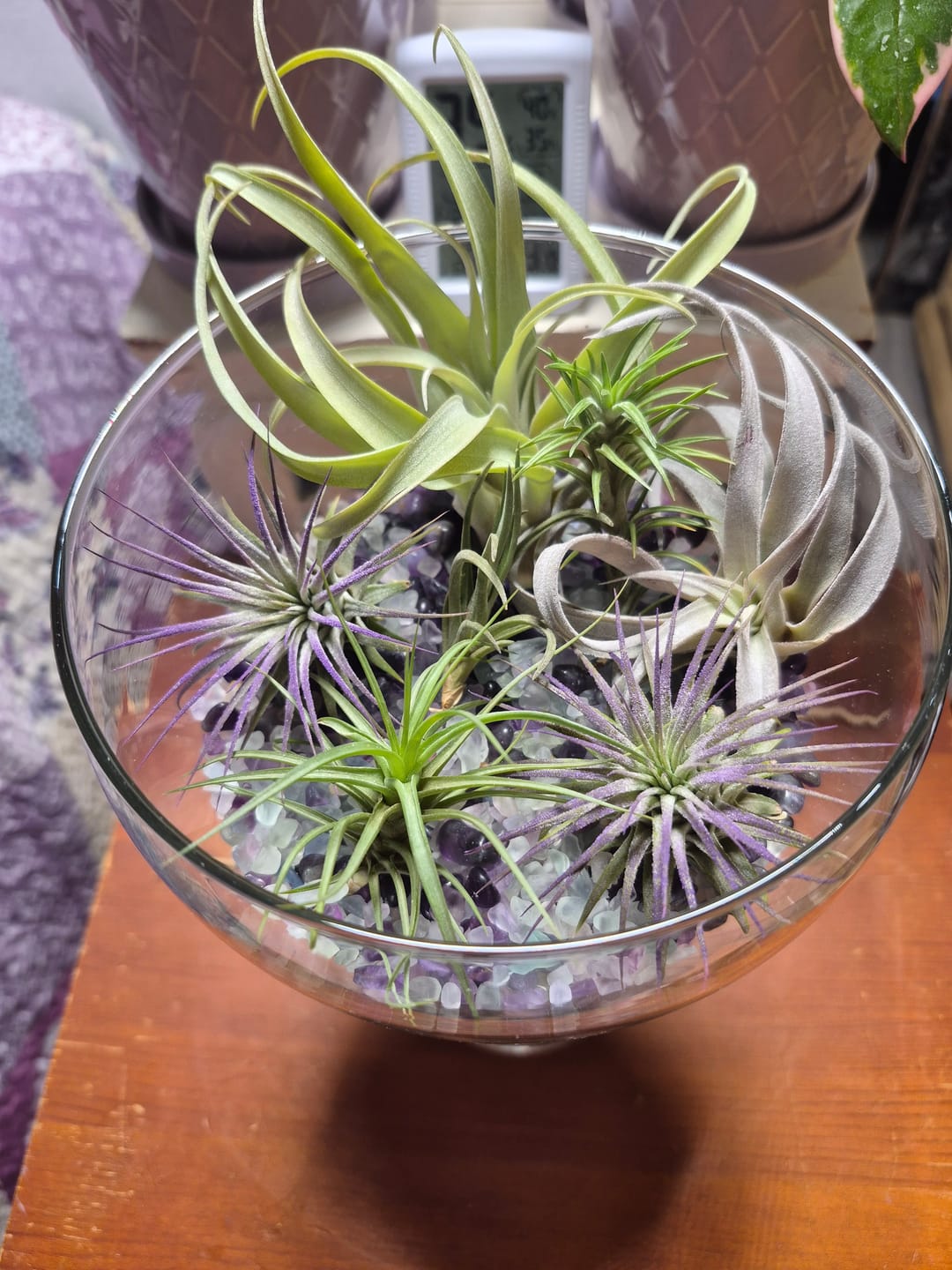 Customer photo review of Ionantha Lavender
