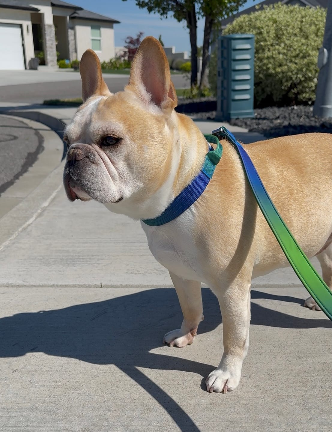 Customer photo review of Multipurpose Seatbelt Handsfree Leash & Poop Bag Holder Set - Lime Wave