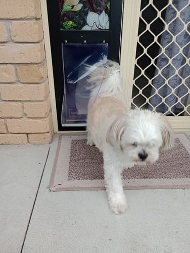 Customer photo review of Replacement Pet flap V3.0