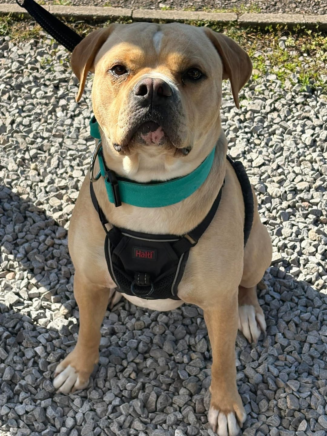 Customer photo review of 5cm Combat® Collar | With Handle & Secure Clip - Turquoise