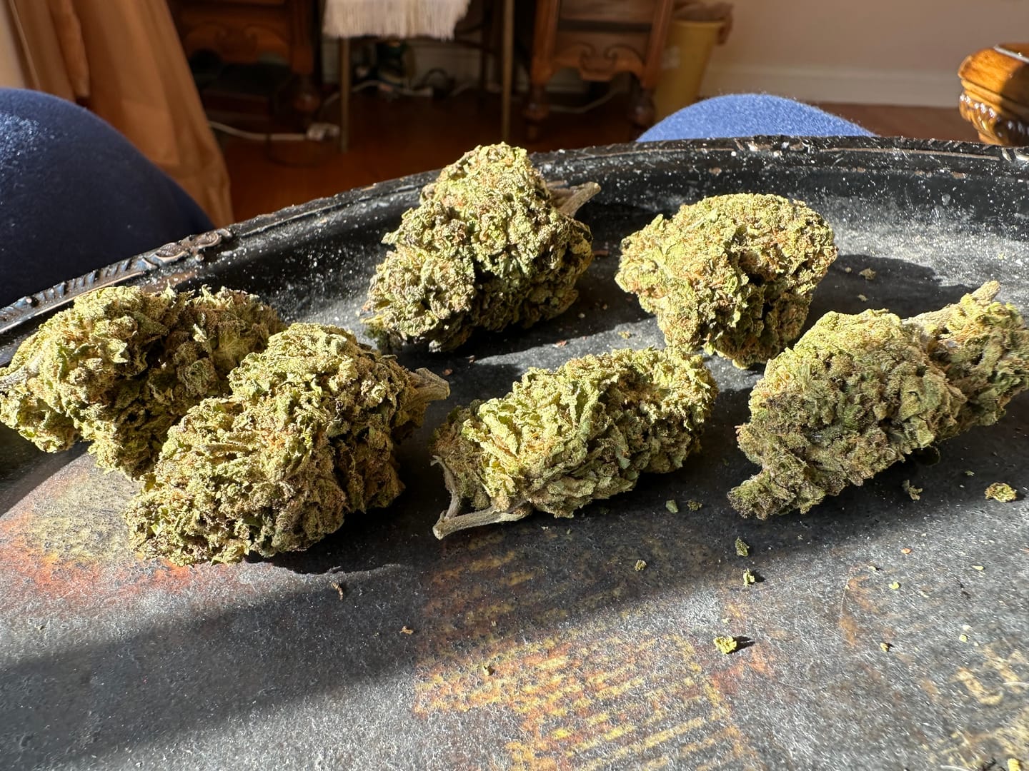 Customer photo review of Alien OG