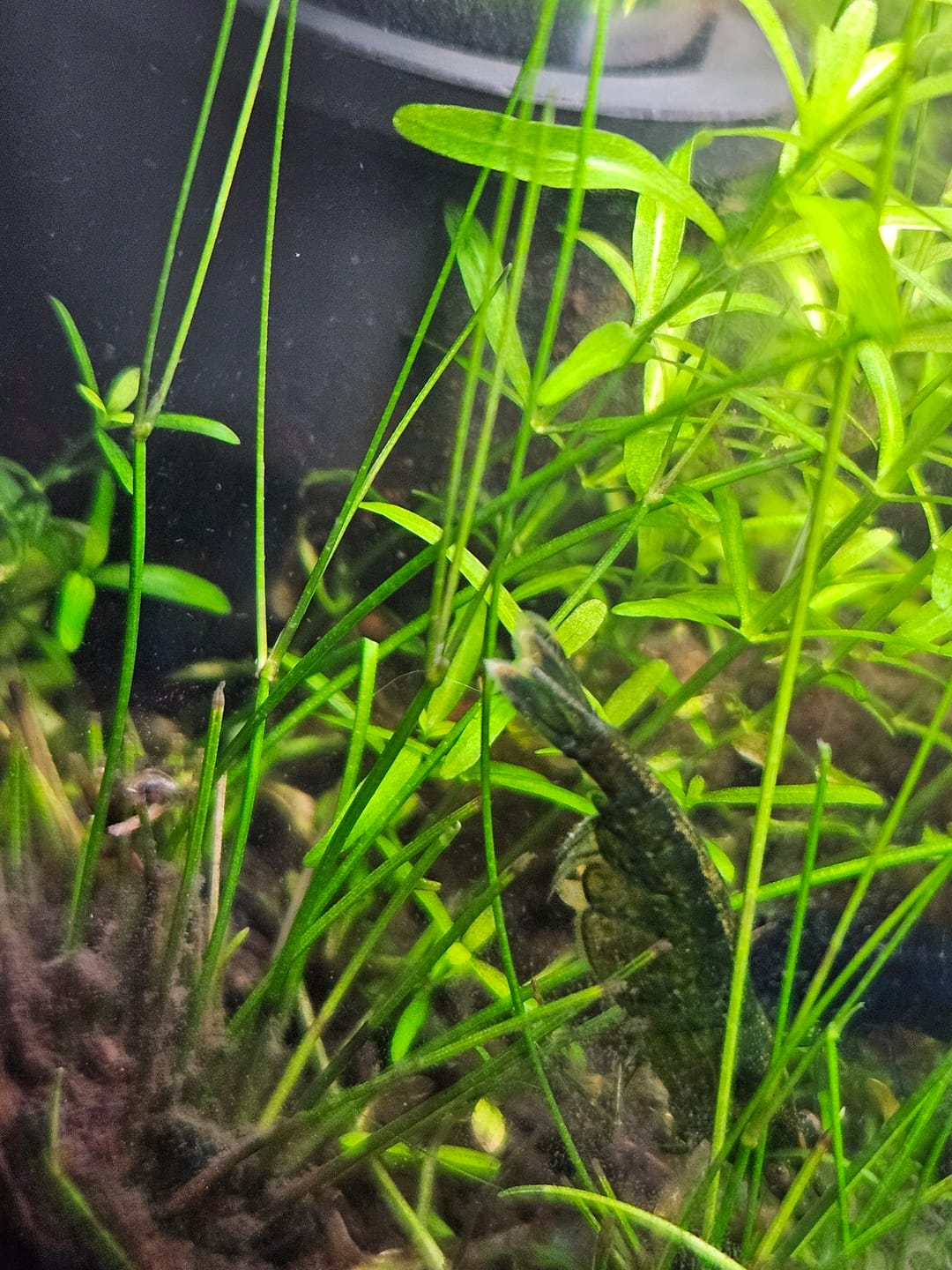 Customer photo review of Green Jade Shrimp