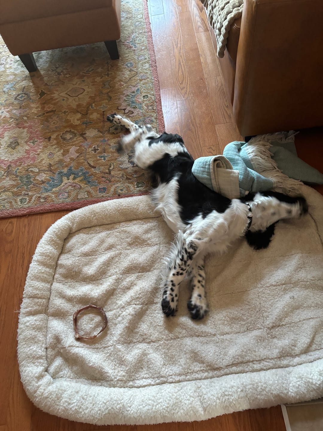 Customer photo review of Large Bully Stick Ring