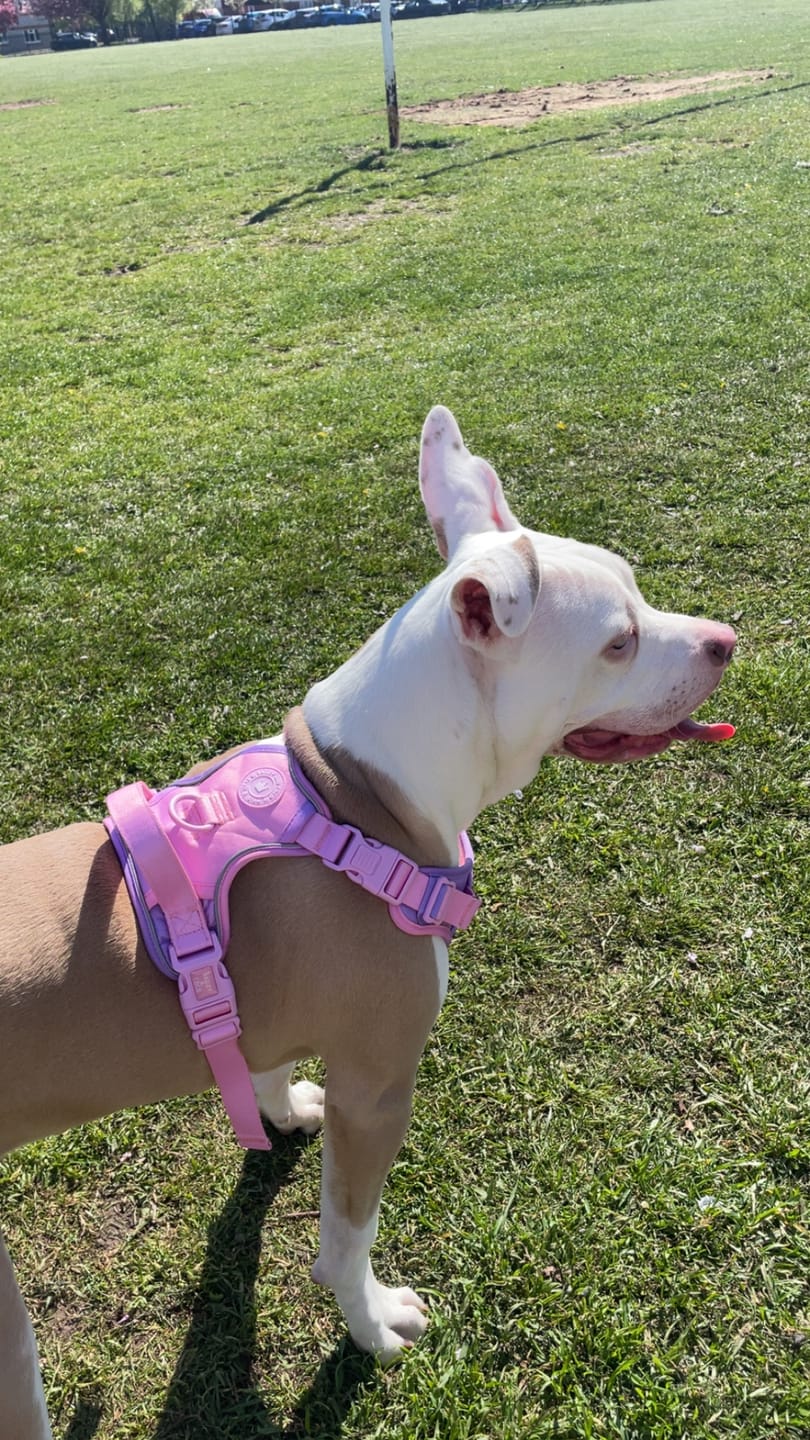 Customer photo review of Trail & Glow Dog Harness - COLOUR DROPS® - Love that for you