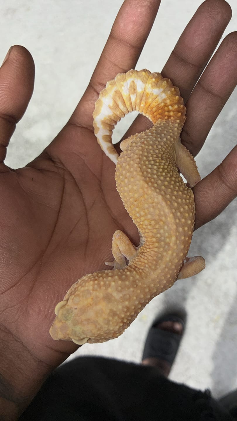 Customer photo review of Female Inferno Tremper Albino (ovulating)