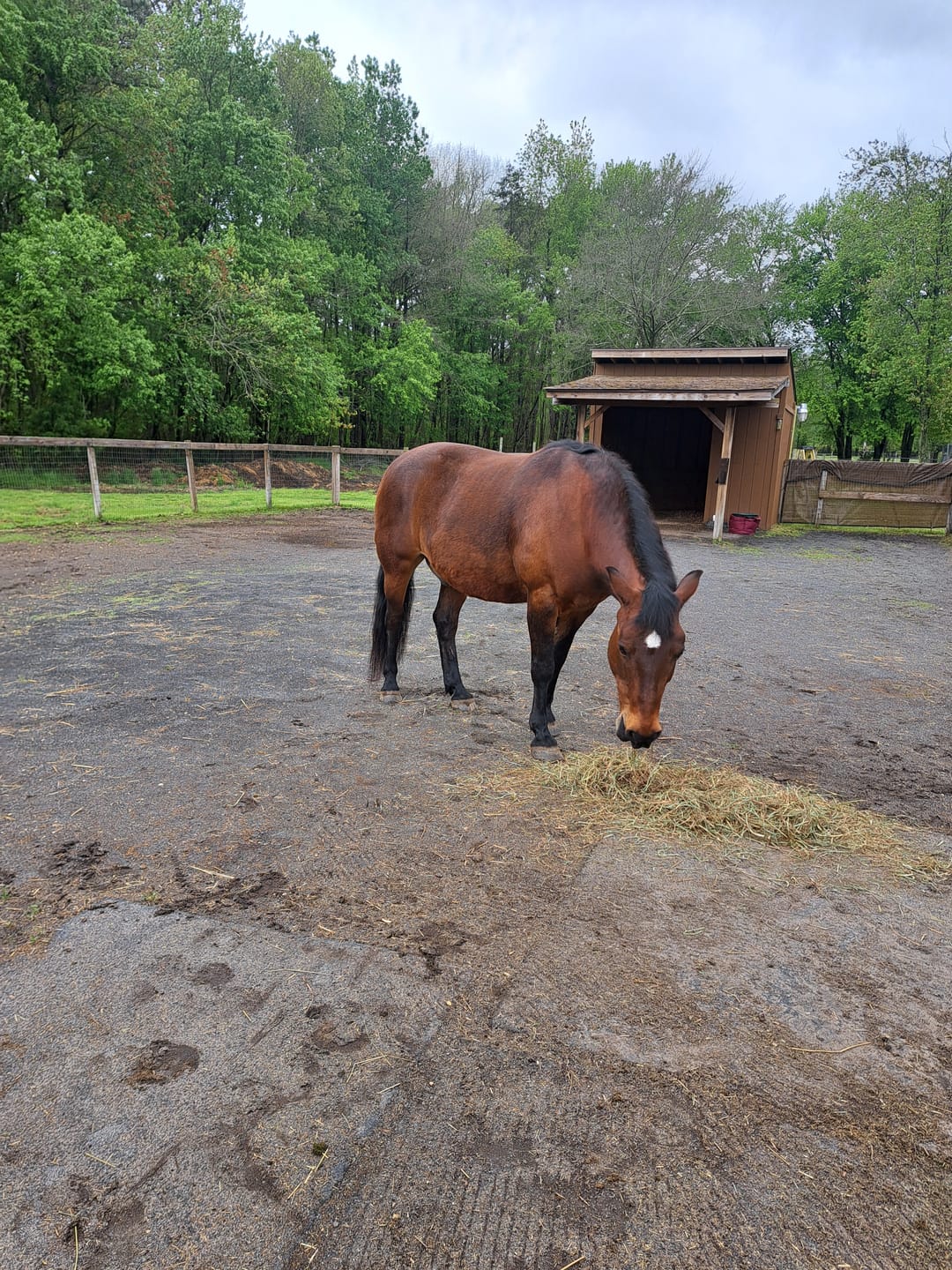 Customer photo review of Timothy Orchard Grass Hay (Click here for Qty Discount) Grass Hay (Buy More - Save More)(Includes delivery too!)