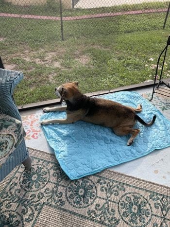Customer photo review of Tapis Fraîcheur pour Chien – Offrez à votre compagnon un été au frais