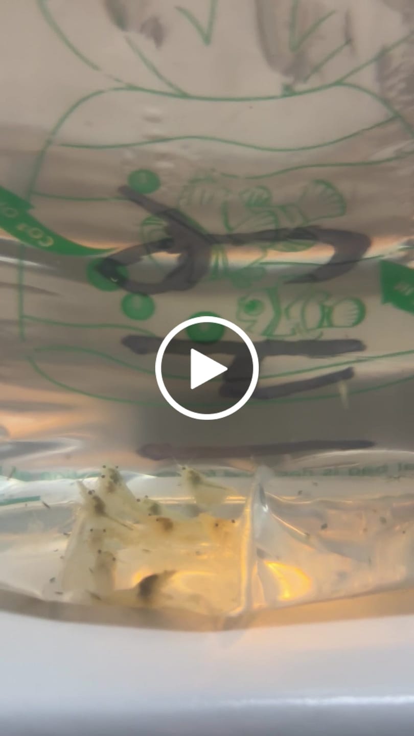 Customer video review of Snowball Shrimp