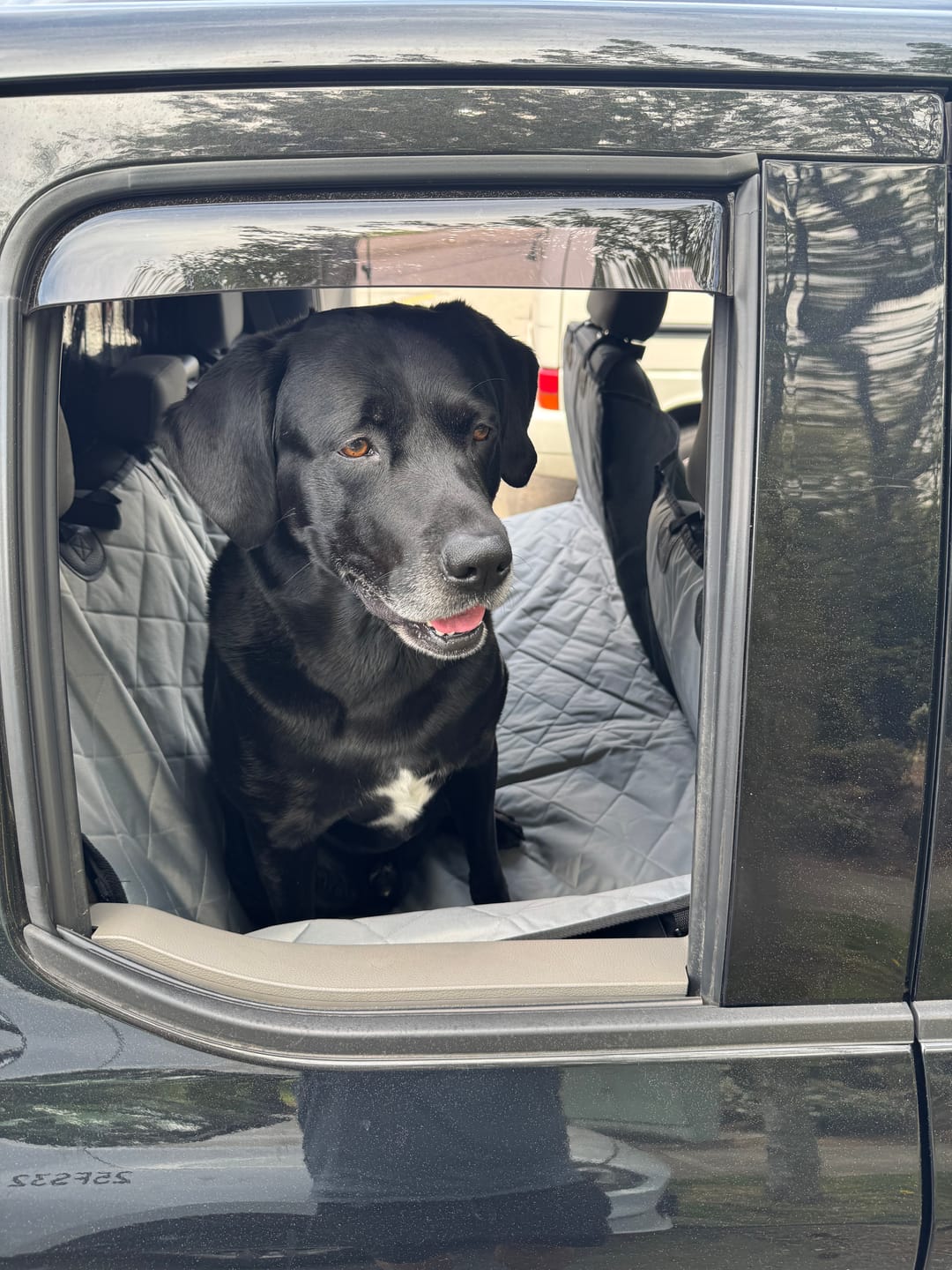 Customer photo review of 4Knines Hard Bottom Extender Car Seat Cover for Dogs - Regular