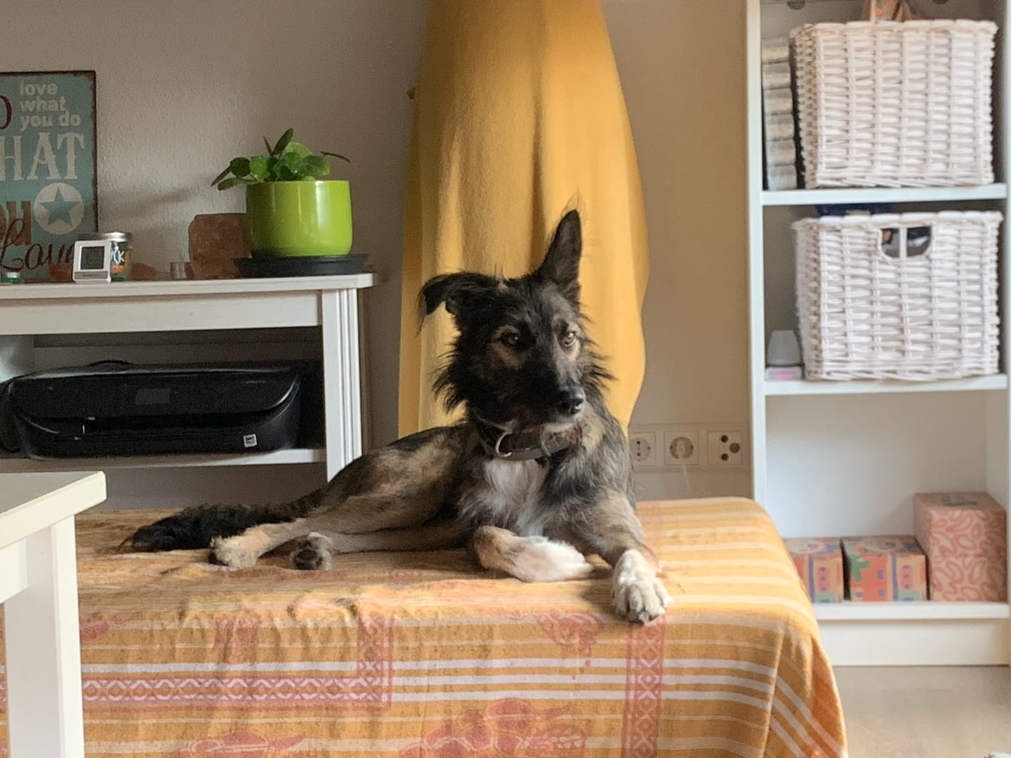 Customer photo review of Wurmtest Plus Hund