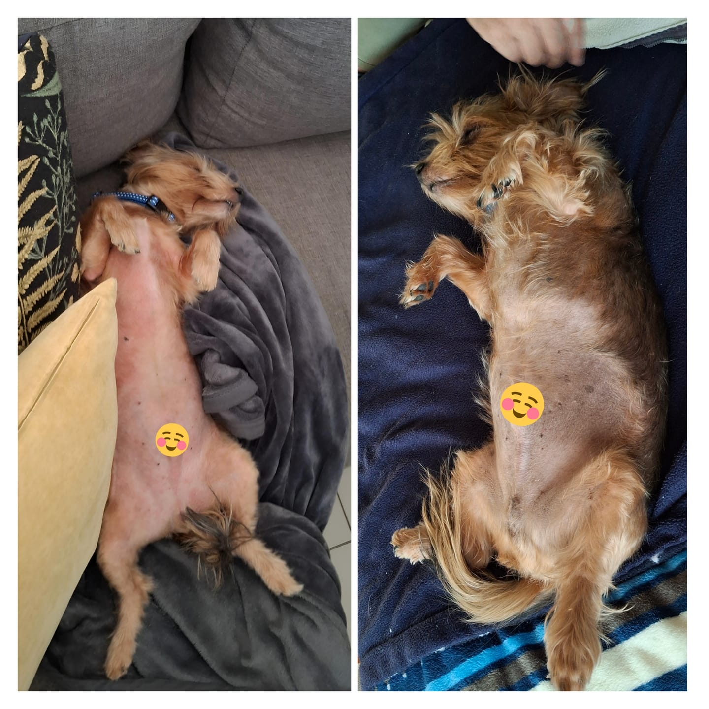 Customer photo review of Doggymin (Skin & Immunity Support For Dogs)