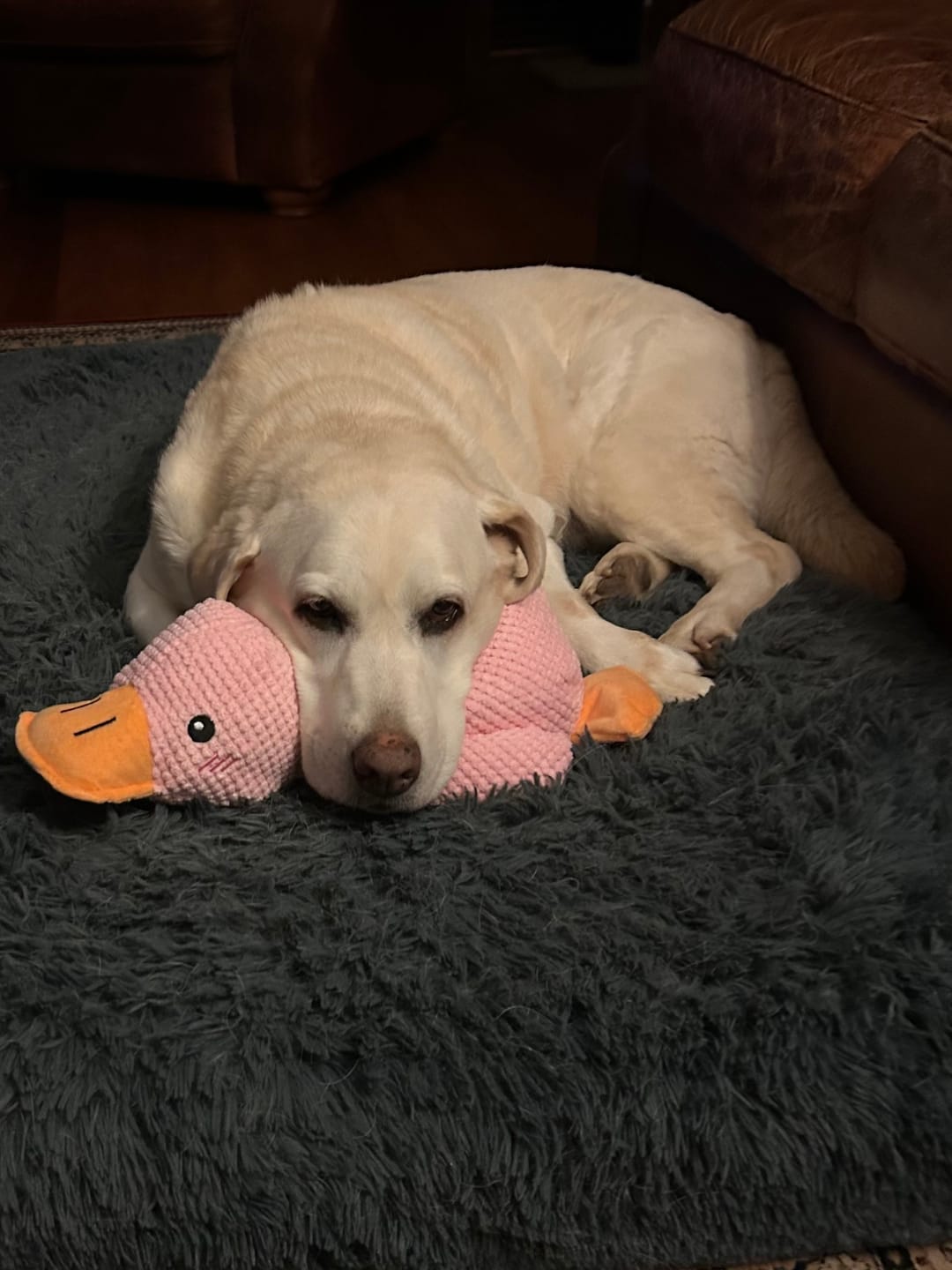 Customer photo review of Calming Duck Toy